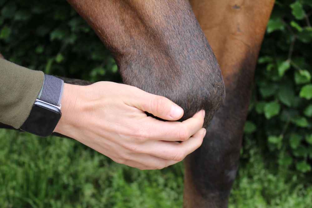 Aankoopkeuring paard