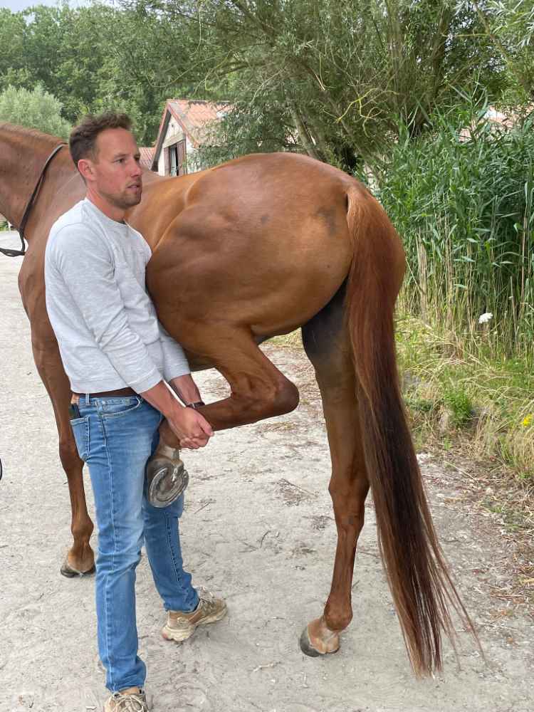 Aankoopkeuring paard
