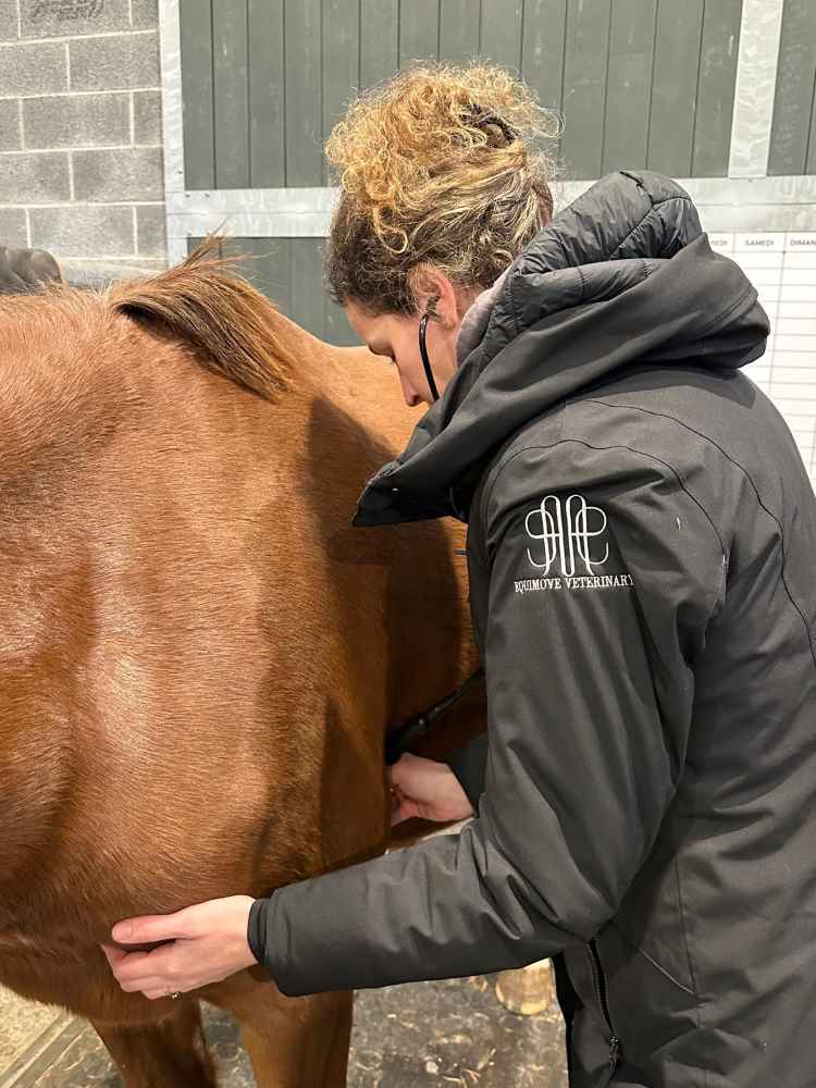 Aankoopkeuring paard
