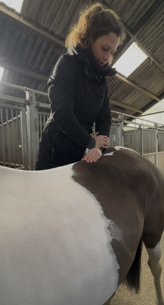 Chiropractie voor Paarden