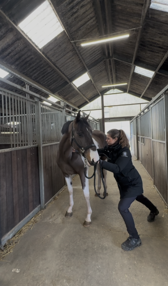 Chiropractie voor Paarden