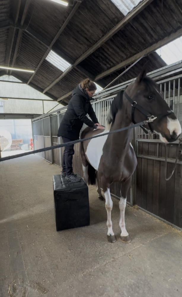 Chiropractie voor Paarden