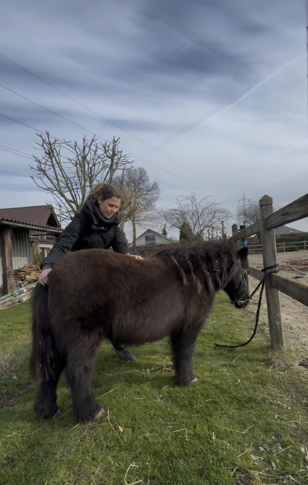 Chiropractie voor Paarden